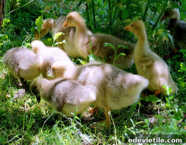 Chasing Ducks