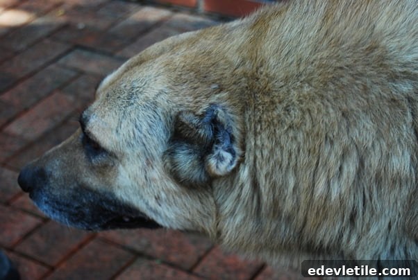ear cropping of dogs