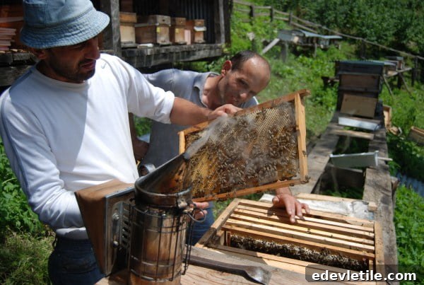 Working bees
