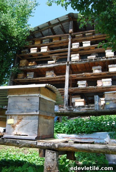 Collection of bee hives