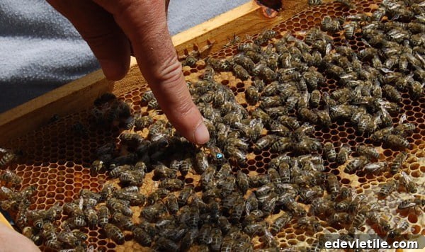 Queen Bee