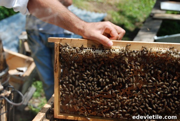 Bees working
