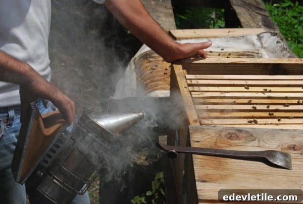 Smoking of the bees