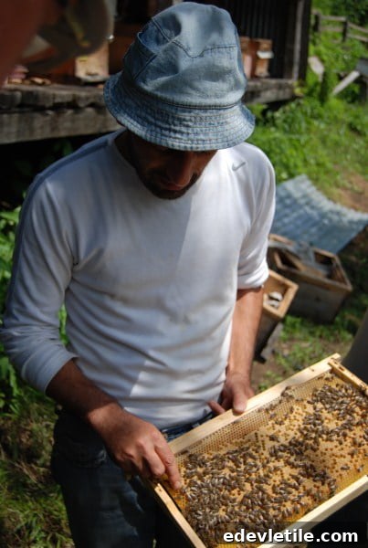 beekeeping in Turkey