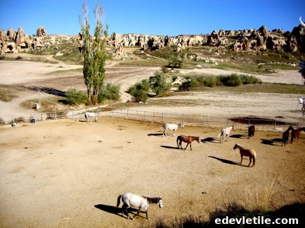 Horses of Cappadocia