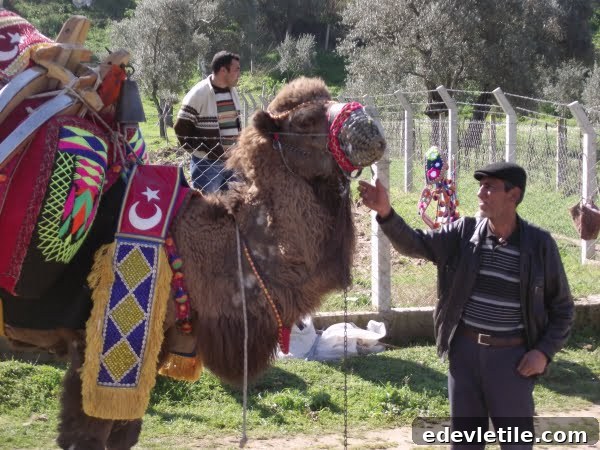 Camel