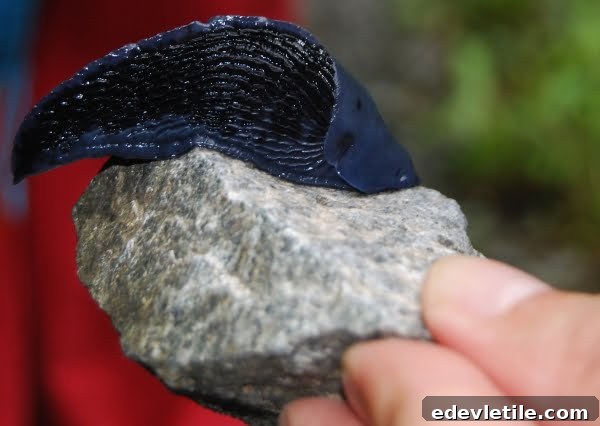 Insect of the black sea