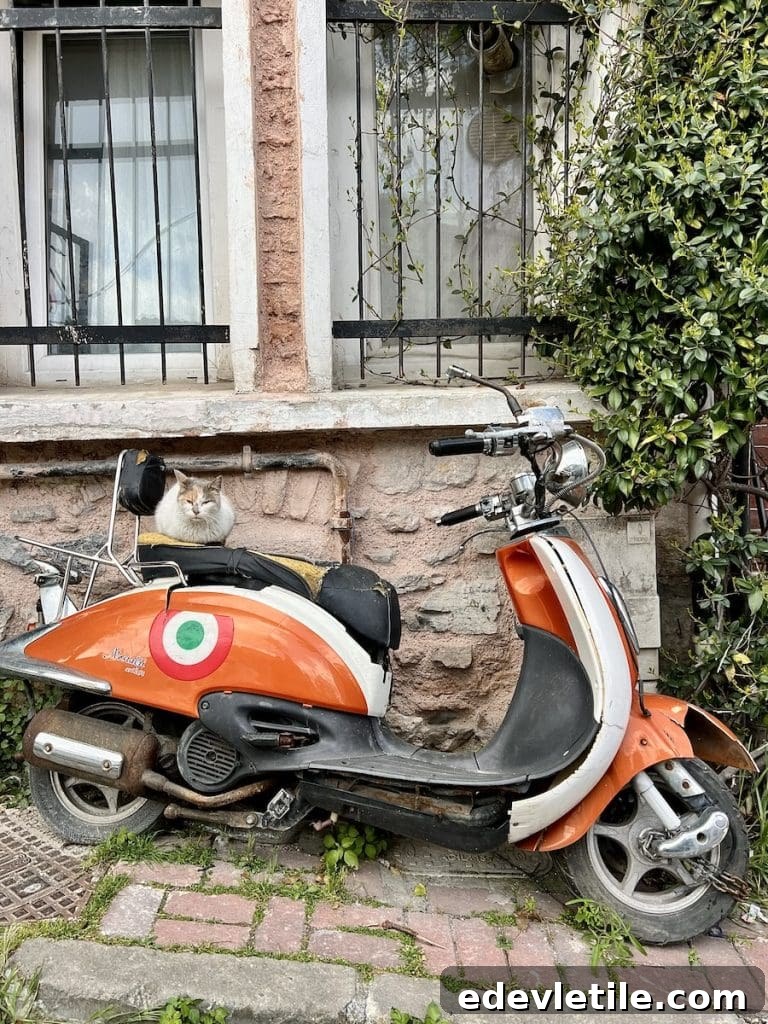 Small cat resting atop an old orange and white scooter parked against a stone Balat building with iron‑barred windows and leafy greenery.
