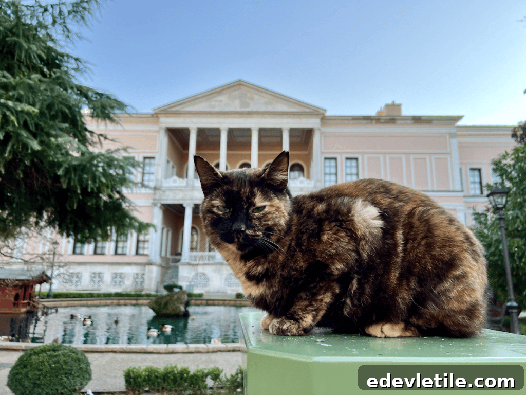 Tortoiseshell cat sitting on a green surface in front of Dolmabahçe Palace, with a pond, ducks, and the palace’s pink exterior in the background.