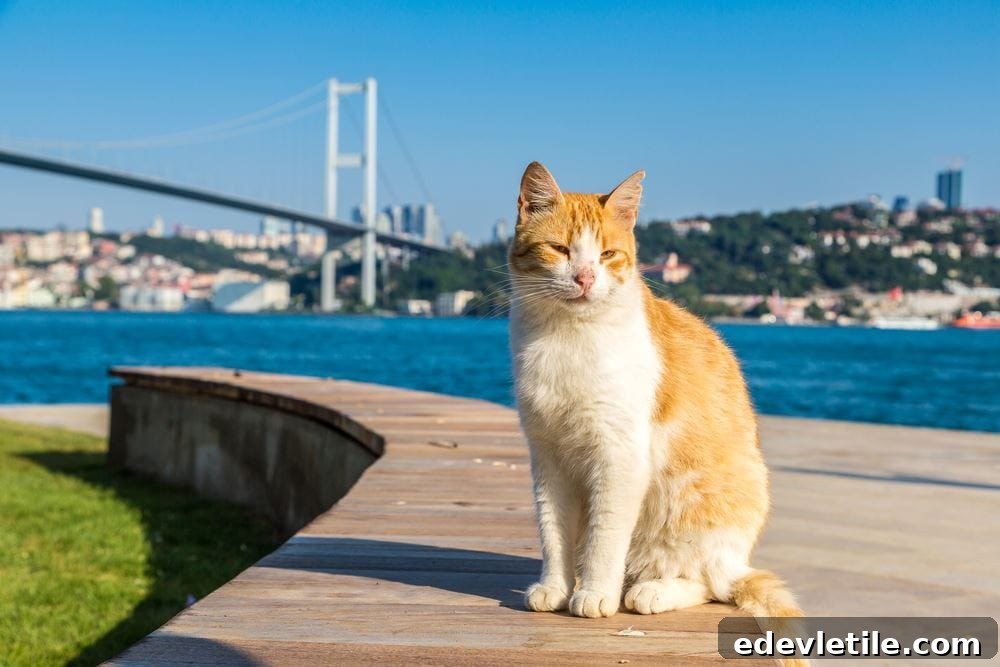 Orange and white cat sitting on a boardwalk near the Bosphorus with the Bosphorus Bridge and Istanbul’s cityscape in the background.
