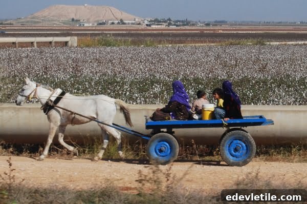 Cotton picking in the fields