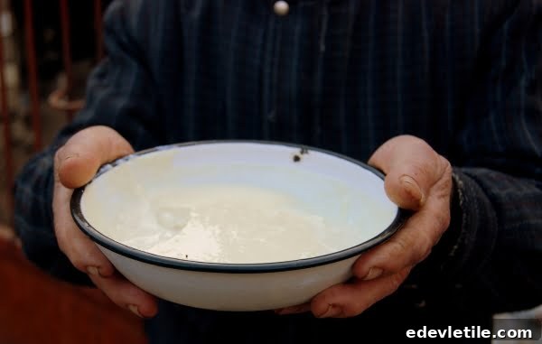 Aguz made from cows colostrum