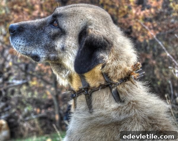spikes on a dog collar