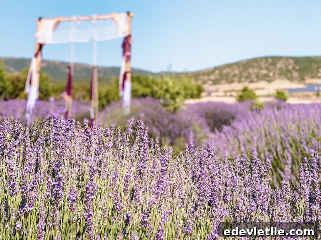 Blooming lavender fields in Kuyucak Village, Isparta, with scenic hills in the background and a rustic wooden arch in the distance.