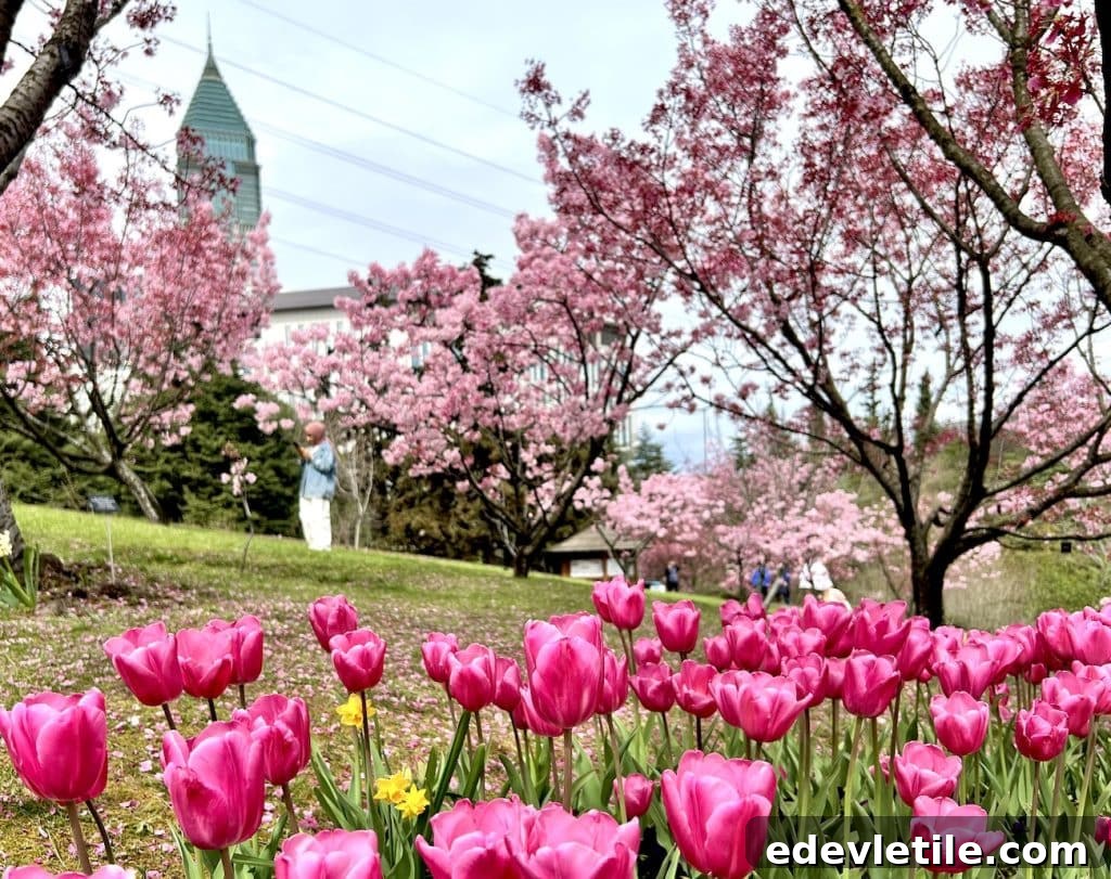 Vibrant pink tulips and blossoming cherry trees in a city park in Istanbul, capturing the full colors of spring.