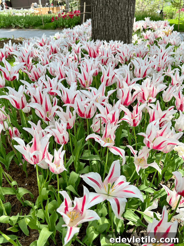 Field of white tulips with bright pink streaks blooming in an Istanbul park during the annual tulip season.