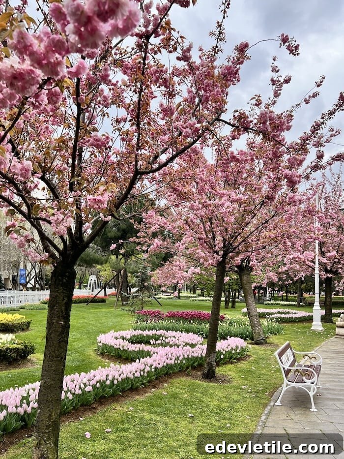 Rows of pink cherry blossom trees and pastel tulip beds lining a peaceful pathway in Göztepe 60th Year Park, Istanbul.