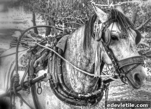 Working horse in Turkey