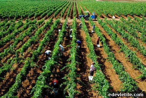 Turkish Wine