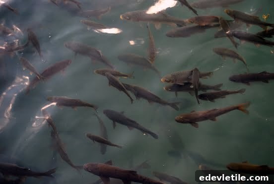 Carp fish at Balikli gol