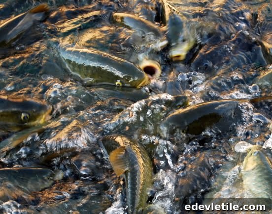 Balikli gol fish