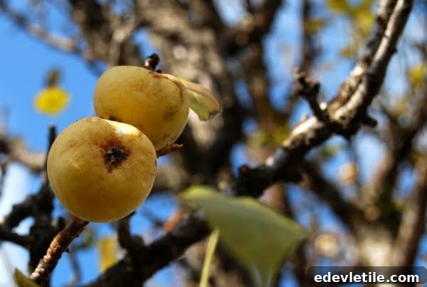 Pear Scrumping