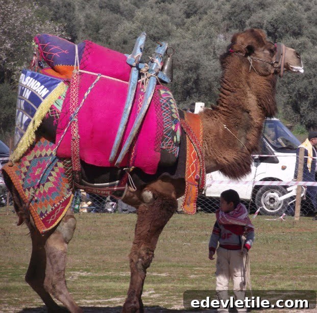 Camel Wrestling