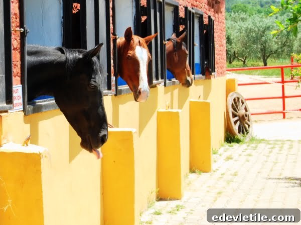 Degirmen Horse Ranch