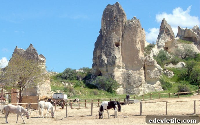 Horses of Cappadocia