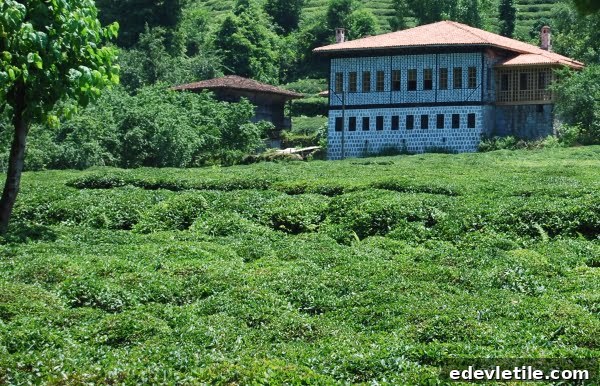 Tea plantation rize