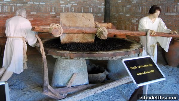 Olive Museum in Kusadasi