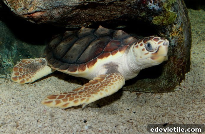 Loggerhead sea turtle