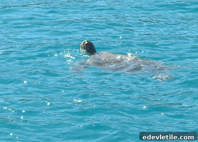 loggerhead turtle of Turkey
