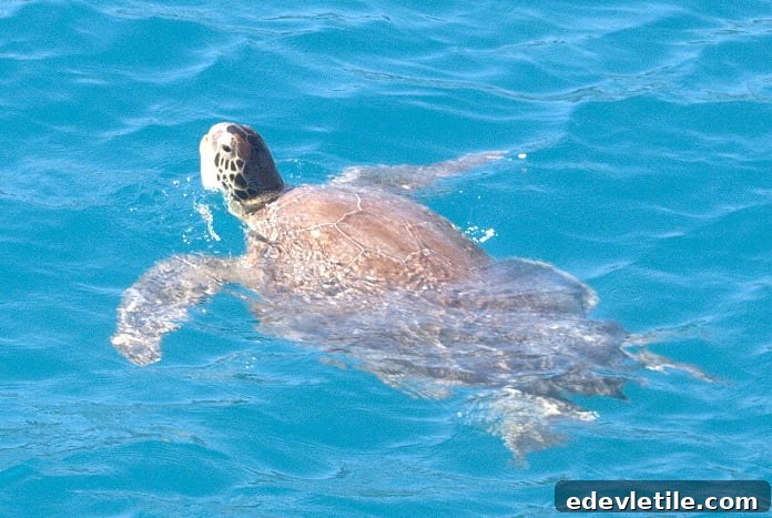 Caretta Turtle Simena