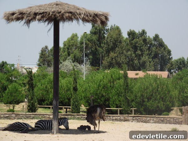 zoo