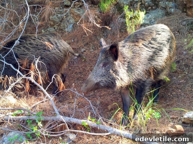 Wild boars of Dilek National Park
