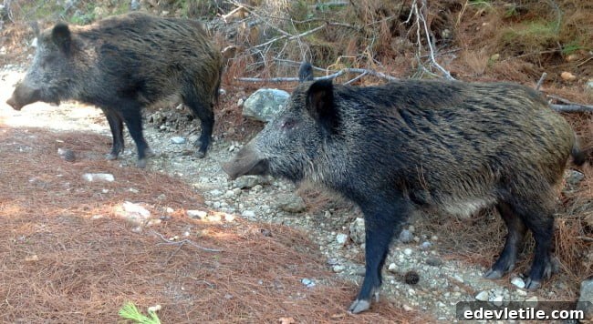 Wild Boars at Dilek Park