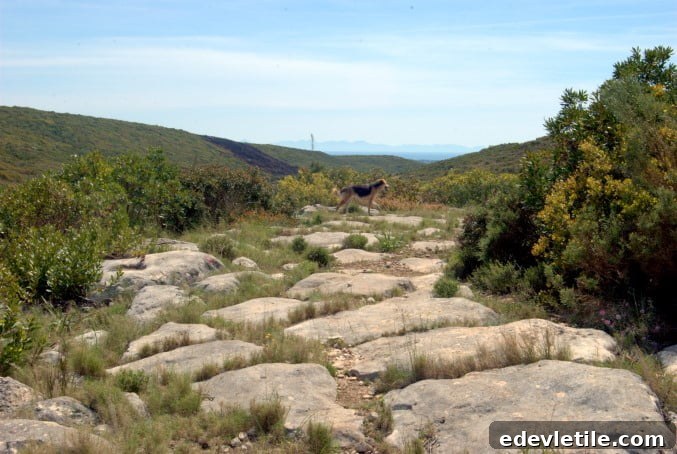 Sacred path of Miletus