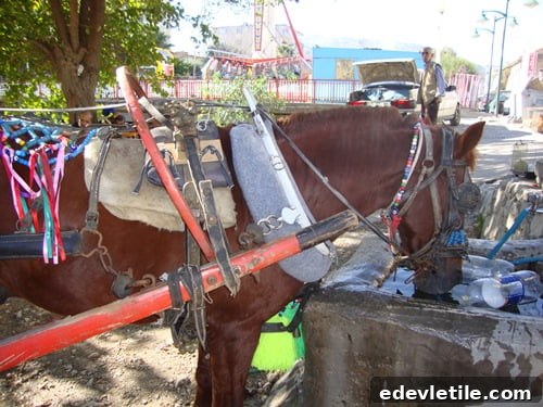 work horse soke